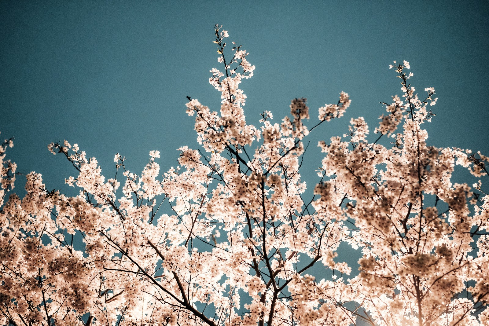 a tree with lots of white flowers in front of a blue sky